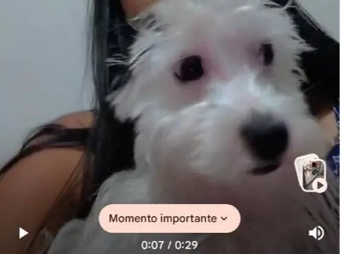 Cachorro raça Lhasa Apso idade 1 ano nome floquinho