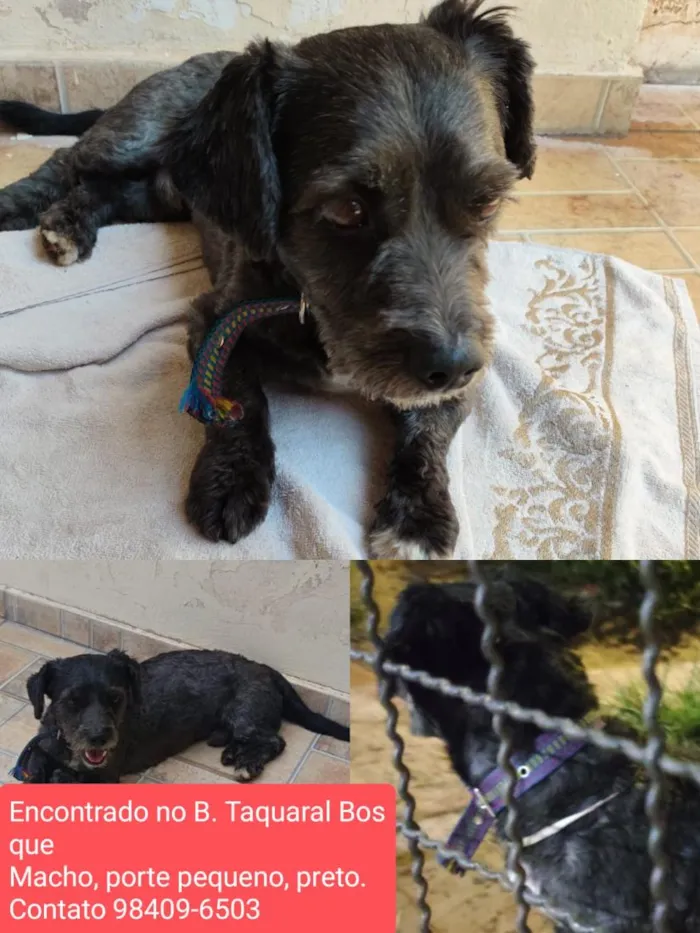 Cachorro raça SRD-ViraLata idade 7 a 11 meses nome Ousado