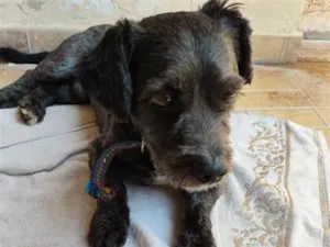 Cachorro raça SRD-ViraLata idade 7 a 11 meses nome Ousado