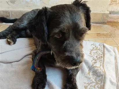 Cachorro raça SRD-ViraLata idade 7 a 11 meses nome Ousado