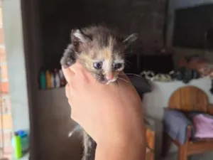 Gato raça SRD-ViraLata idade Abaixo de 2 meses nome Gato