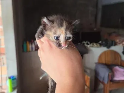 Gato raça SRD-ViraLata idade Abaixo de 2 meses nome Gato
