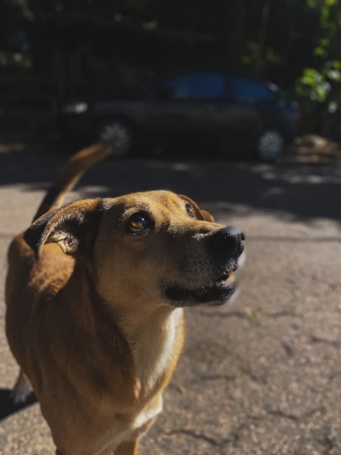 Cachorro raça SRD-ViraLata idade 6 ou mais anos nome Kiara