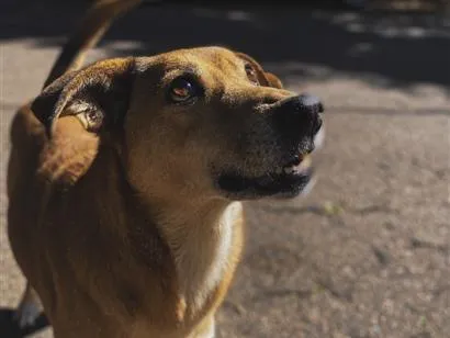 Cachorro raça SRD-ViraLata idade 6 ou mais anos nome Kiara
