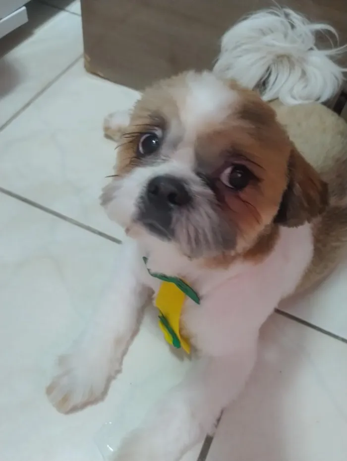 Cachorro raça Shitzu idade 7 a 11 meses nome Hórus 