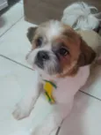Hórus 
