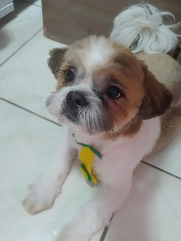 Cachorro raça Shitzu idade 7 a 11 meses nome Hórus 