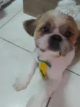 Hórus 