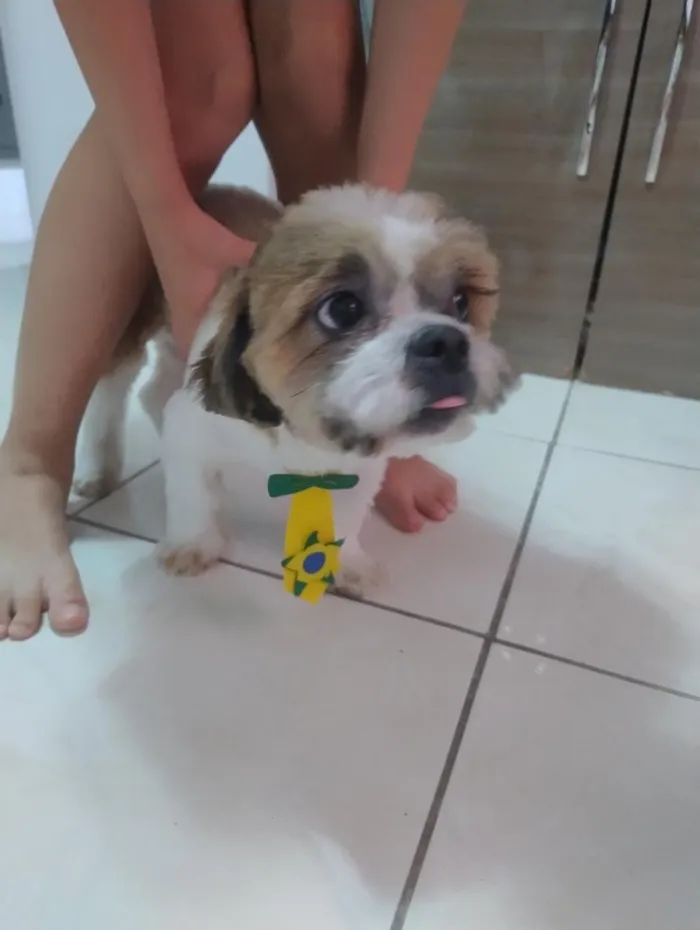 Cachorro raça Shitzu idade 7 a 11 meses nome Hórus 