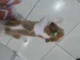 Hórus 
