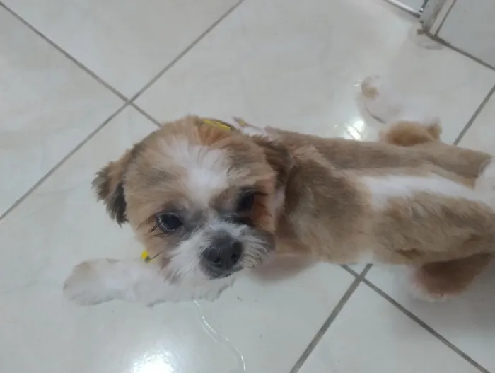 Cachorro raça Shitzu idade 7 a 11 meses nome Hórus 