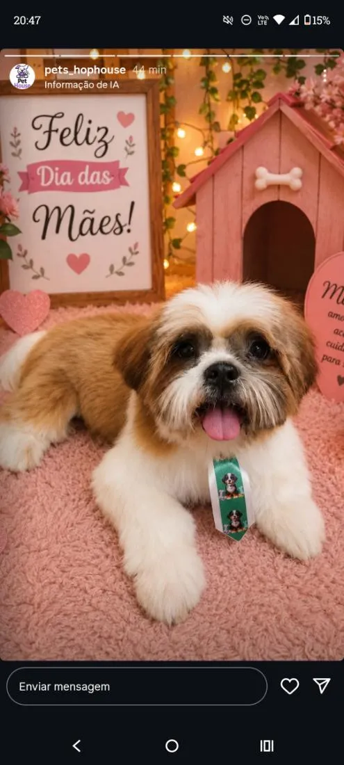 Cachorro raça Shitzu idade 7 a 11 meses nome Hórus 