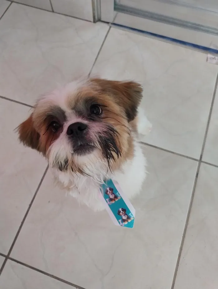 Cachorro raça Shitzu idade 7 a 11 meses nome Hórus 