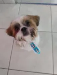 Hórus 