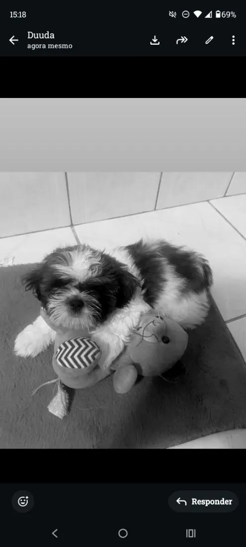 Cachorro raça Shitzu idade 7 a 11 meses nome Hórus 