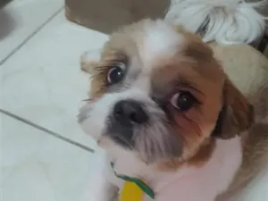 Cachorro raça Shitzu idade 7 a 11 meses nome Hórus 