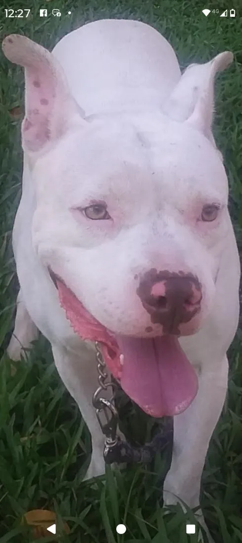 Cachorro raça Pit-Bull idade 4 anos nome Berllyn 