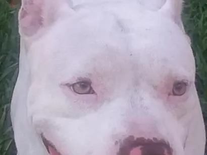 Cachorro raça Pit-Bull idade 4 anos nome Berllyn 