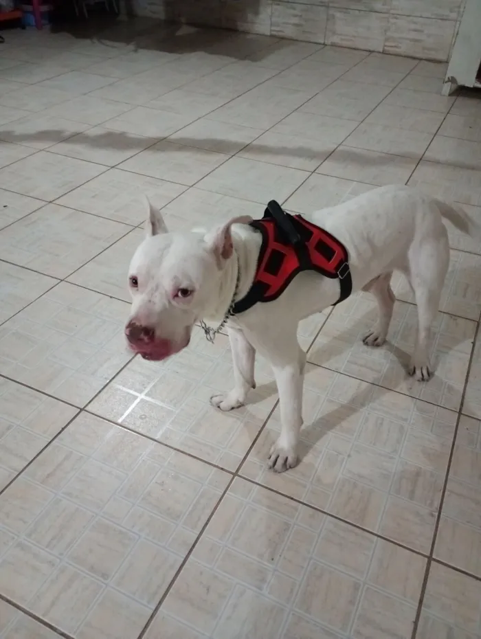 Cachorro raça Pit-Bull idade 4 anos nome Berllyn 