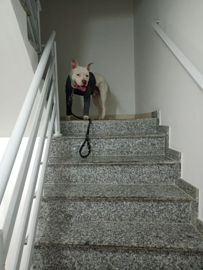 Cachorro raça Pit-Bull idade 4 anos nome Berllyn 