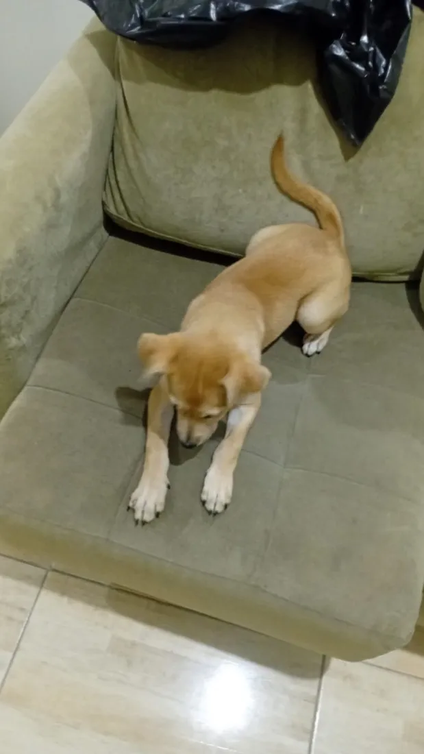 Cachorro raça SRD-ViraLata idade 2 a 6 meses nome Lua