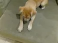Lua