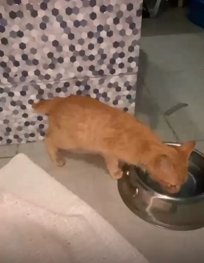 Gato raça SRD-ViraLata idade 2 a 6 meses nome Biscof