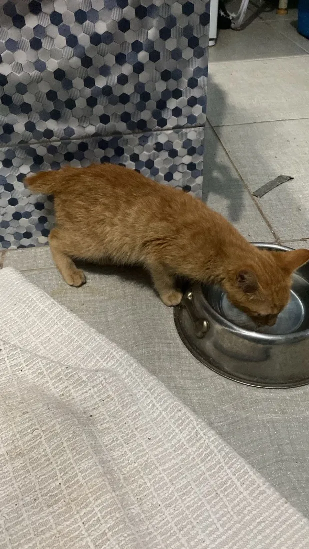 Gato raça SRD-ViraLata idade 2 a 6 meses nome Biscof