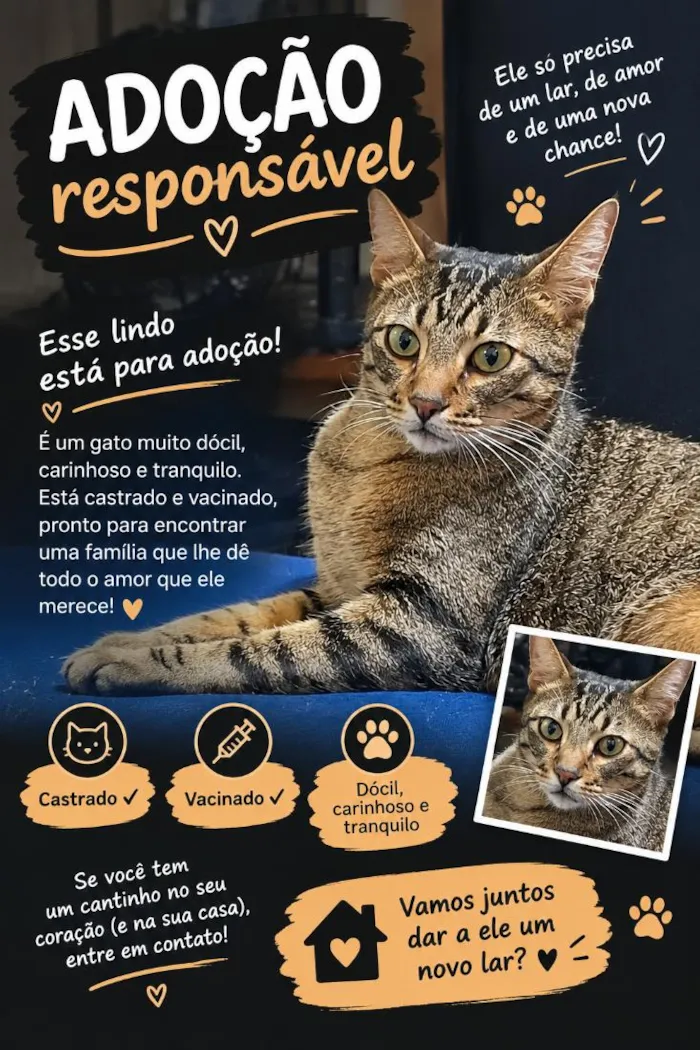 Gato raça SRD-ViraLata idade 2 anos nome Frankie 