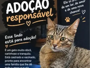 Gato raça SRD-ViraLata idade 2 anos nome Frankie 