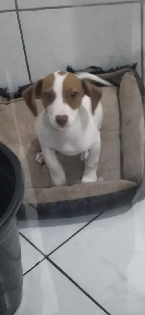 Cachorro raça SRD-ViraLata idade 2 a 6 meses nome max