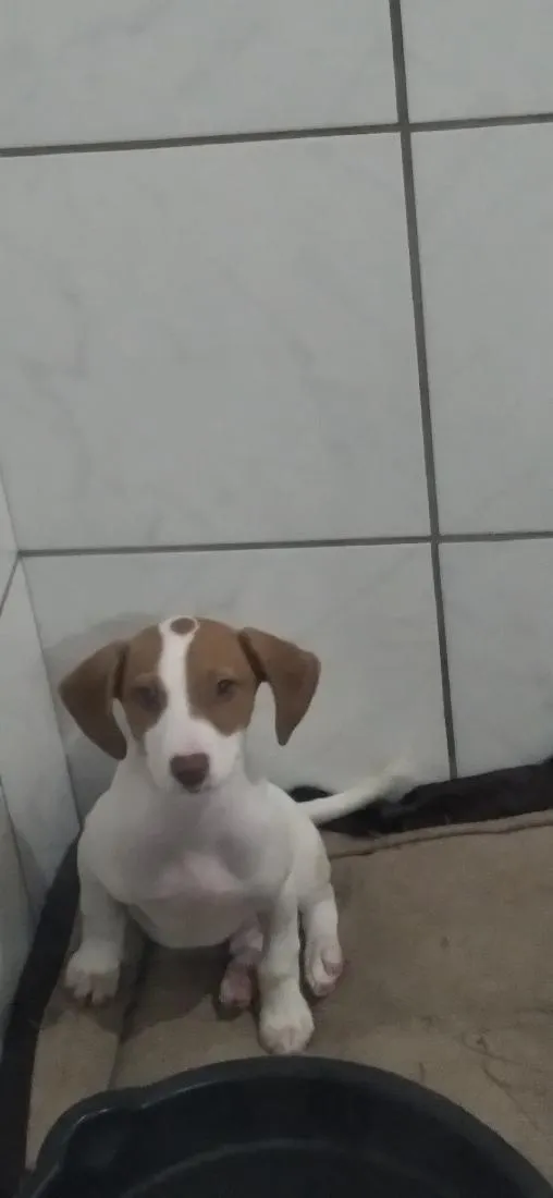 Cachorro raça SRD-ViraLata idade 2 a 6 meses nome max