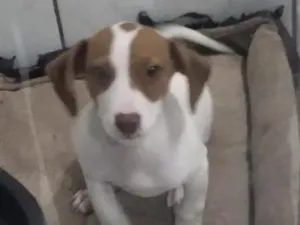 Cachorro raça SRD-ViraLata idade 2 a 6 meses nome max