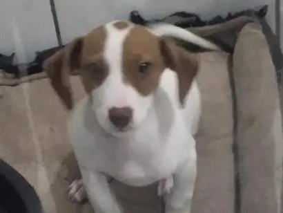Cachorro raça SRD-ViraLata idade 2 a 6 meses nome max