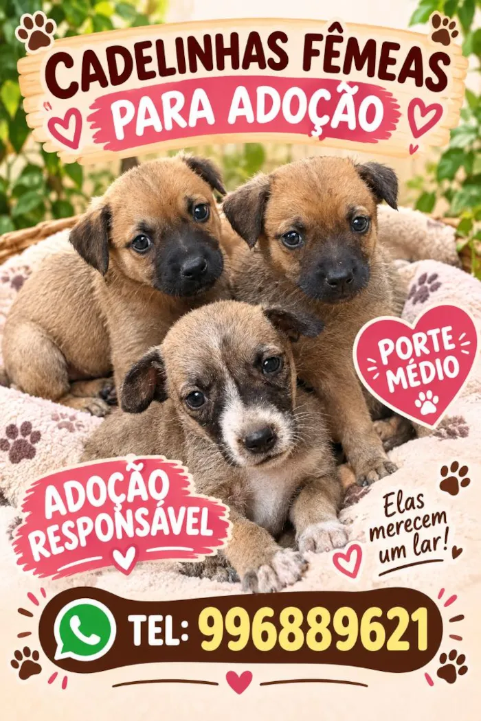 Cachorro raça SRD-ViraLata idade 2 a 6 meses nome florzinha , lindinha , e docinho
