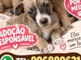 florzinha , lindinha , e docinho