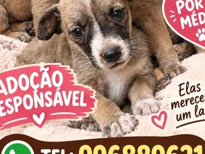 Cachorro raça SRD-ViraLata idade 2 a 6 meses nome florzinha , lindinha , e docinho