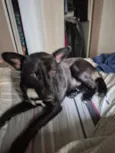 Cachorro perdido 