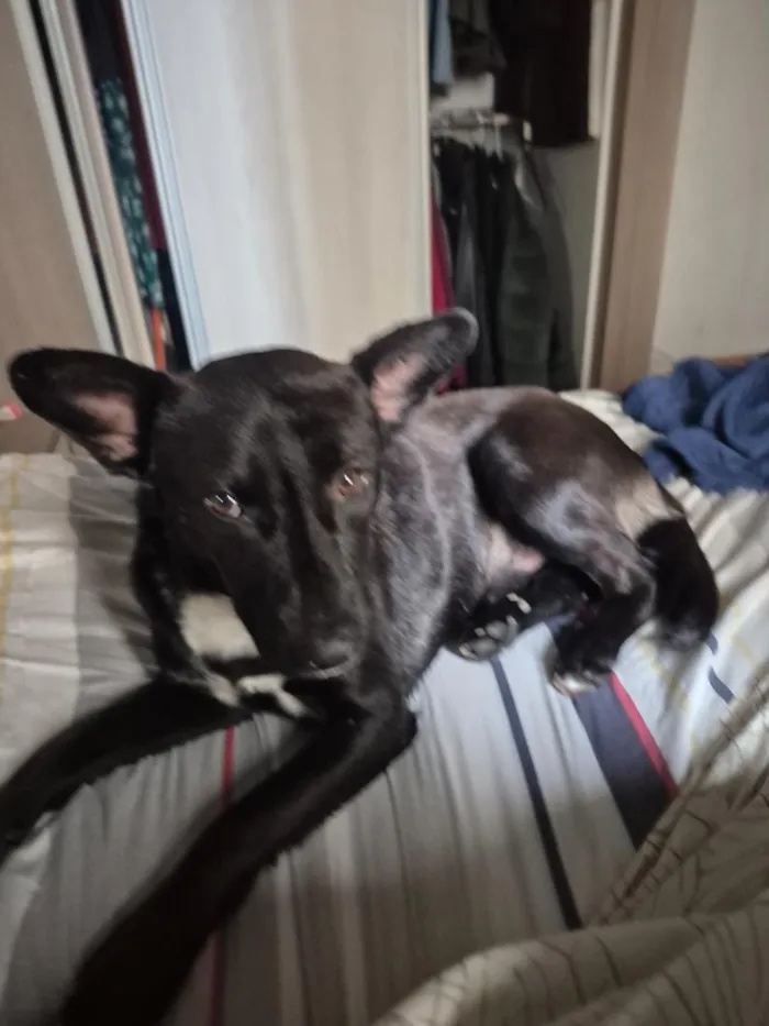Cachorro raça SRD-ViraLata idade 2 a 6 meses nome Cachorro perdido 