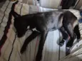 Cachorro perdido 