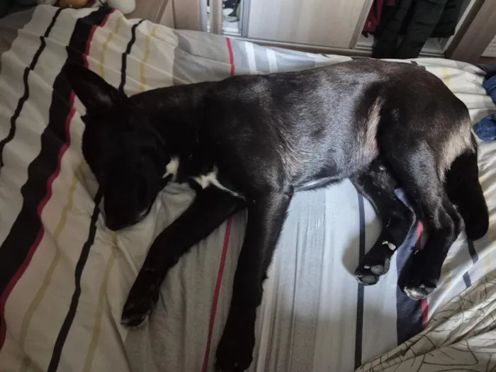 Cachorro raça SRD-ViraLata idade 2 a 6 meses nome Cachorro perdido 