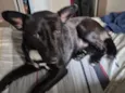 Cachorro perdido 