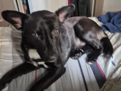 Cachorro raça SRD-ViraLata idade 2 a 6 meses nome Cachorro perdido 