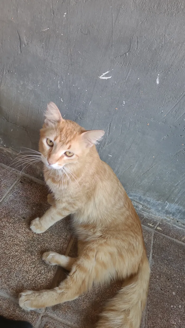 Gato raça SRD-ViraLata idade 1 ano nome Leonardo