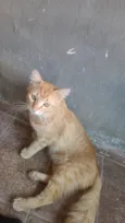 Leonardo