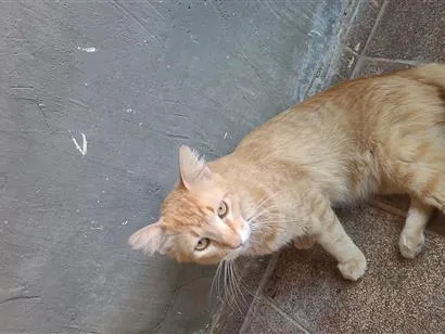 Gato raça SRD-ViraLata idade 1 ano nome Leonardo