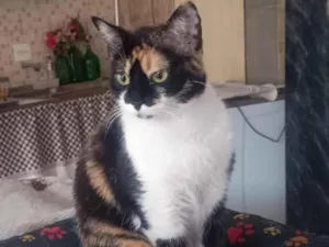 Gato raça SRD-ViraLata idade 1 ano nome Marie, Jade e Safira