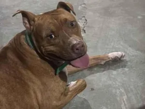 Cachorro raça Pit-Bull idade 1 ano nome NEGÃO