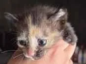 Gato raça SRD-ViraLata idade Abaixo de 2 meses nome Gato
