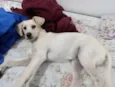 Kiara
